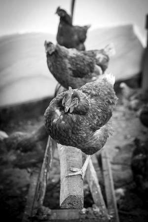 Chickens