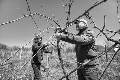 Victory View Vineyard
