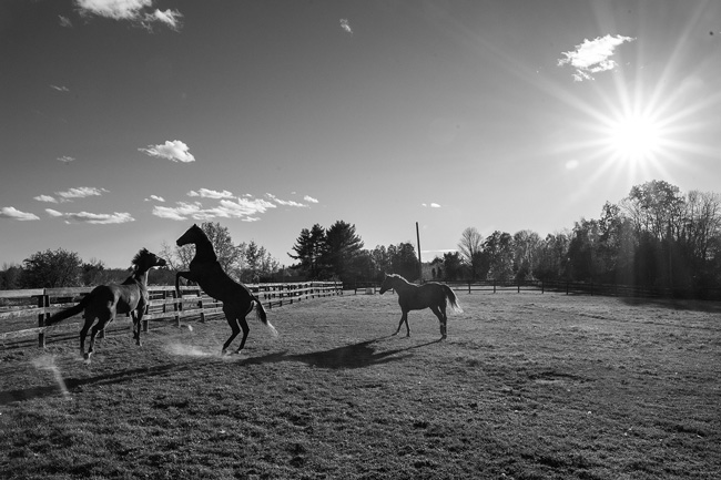 Joan K. Lentini photo