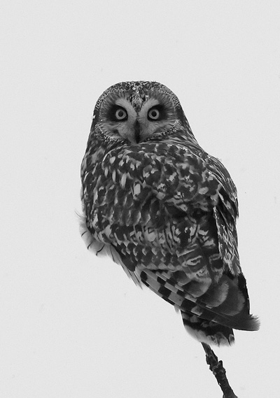 The Fort Edward grasslands is considered vital to the survival of the endangered short-eared owl in New York. Although the owls were once common in the state, only 50 to 100 breeding pairs remain. Courtesy photo/Gordon Ellmers