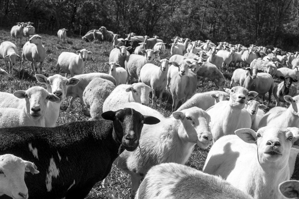 The sheep at Studio Hill Farm in Shaftsbury, Vt., are rotated frequently to new grazing areas. Photo by Joan K. Lentini